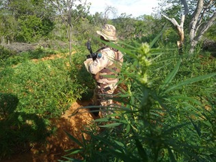 Seis mil pés de maconha são erradicados