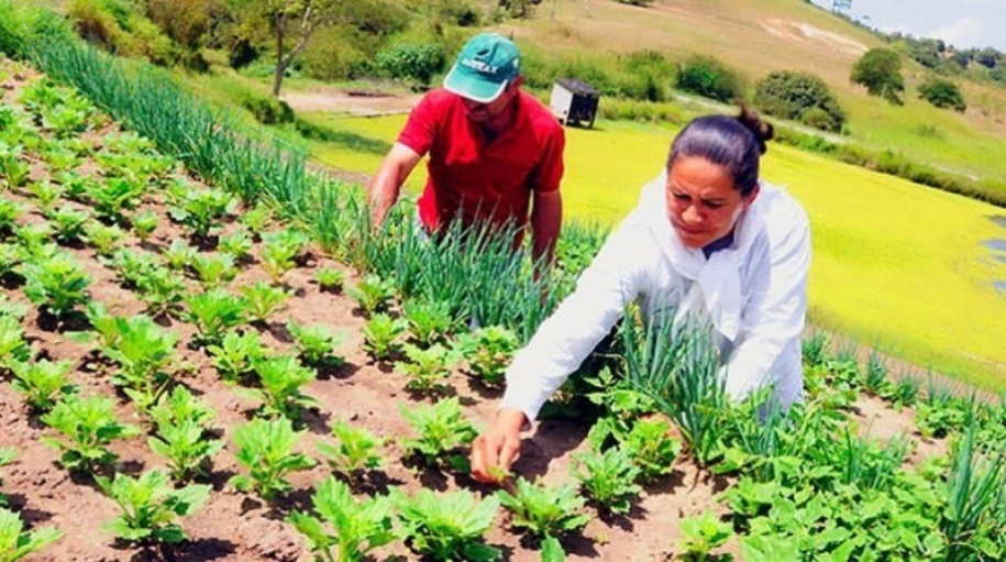 Agricultura familiar baiana lidera ranking nacional da produção de caprinos