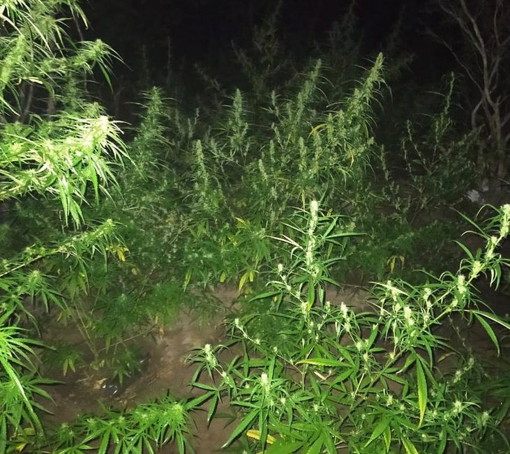 PM encontra 1.500 pés de maconha no norte do estado