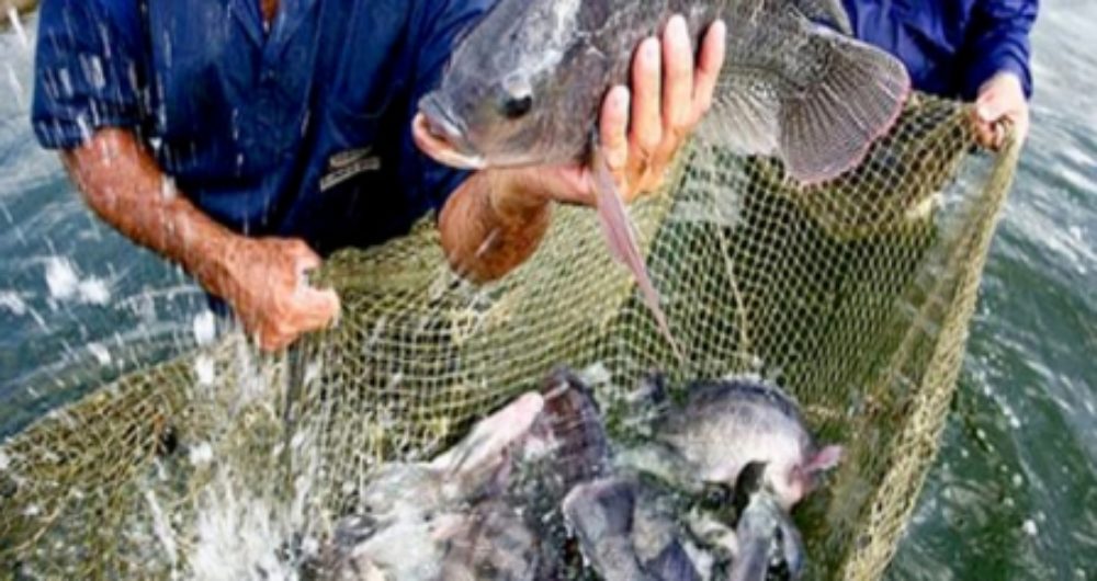 Bahia Pesca lança curso gratuito e online de associativismo