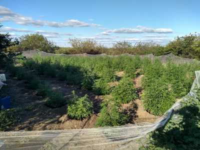 Plantação de maconha é erradicada em Casa Nova