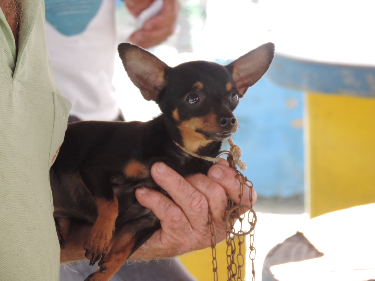 Iguaí: Semana de vacinação em cães e gatos acontece até sexta (21)