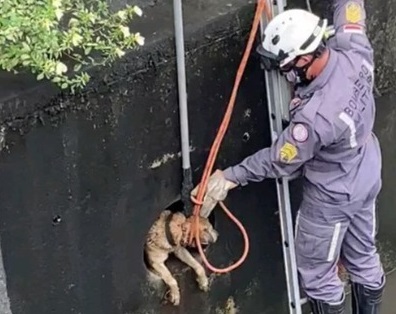 Cachorro preso em tubo de escoamento é resgatado