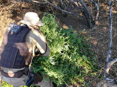 Roças de maconha são erradicadas em Pilão Arcado e Jussiape