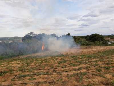 Plantação com 250 mil pés de maconha avaliada em R$ 8 milhões