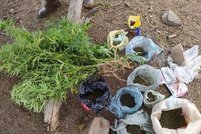 Idoso é preso em plantação com mil pés de maconha