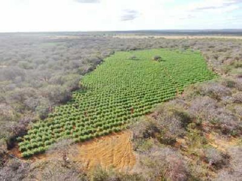 410 mil pés de maconha são erradicados pela PM na região Norte