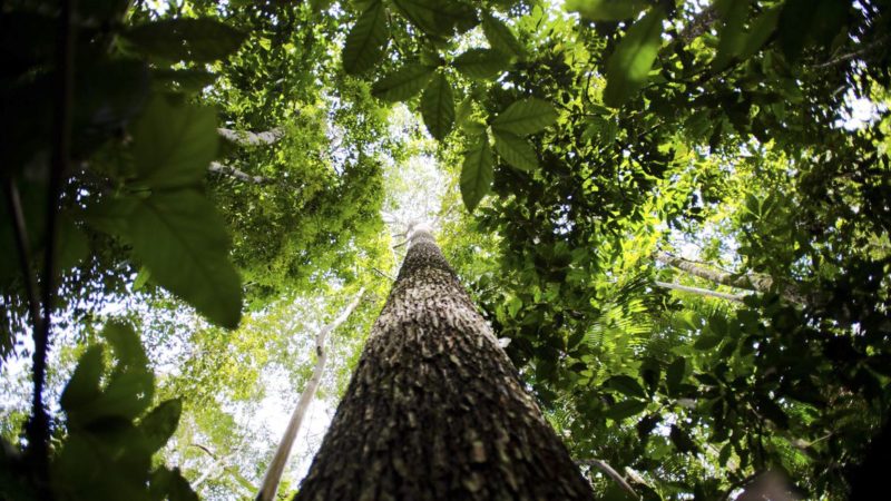 Bioma amazônico tem de 30 mil a 40 mil espécies só de plantas