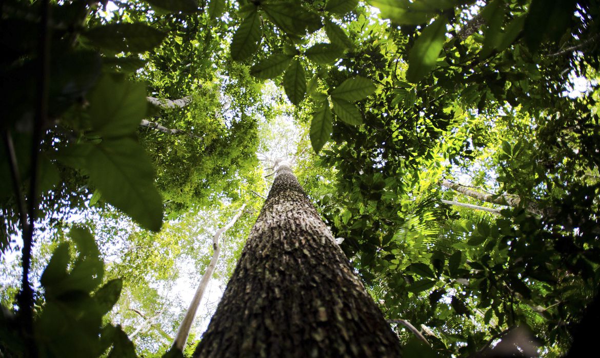 Bioma amazônico tem de 30 mil a 40 mil espécies só de plantas