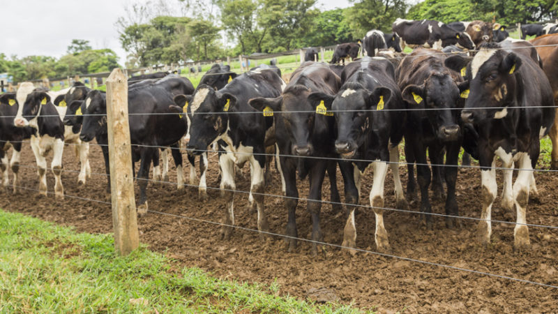 Em 2021, rebanho bovino bateu recorde e chegou a 224,6 milhões de cabeças