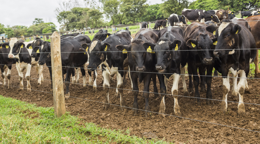 Em 2021, rebanho bovino bateu recorde e chegou a 224,6 milhões de cabeças