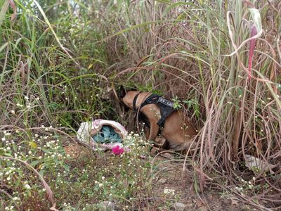 Cão policial localiza 4,5 kg de cocaína abandonados em área de mato