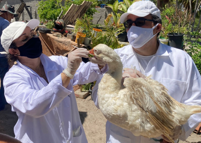 Inema divulga orientações sobre Influenza Aviária para animais silvestres